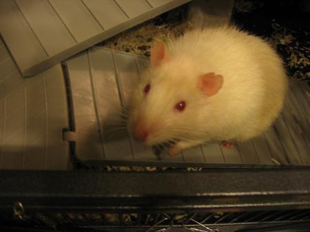 MILOU  .