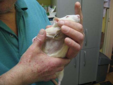 2ème OPERATION POUR NOTRE PETIT MILOU  .
