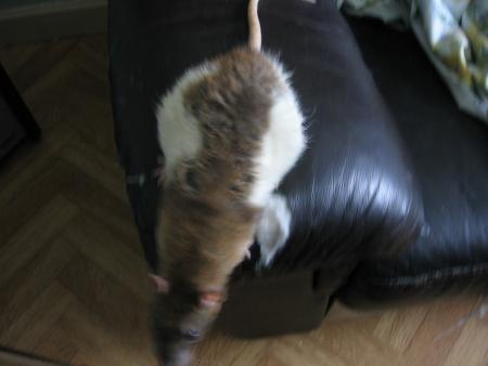 BEBE  .