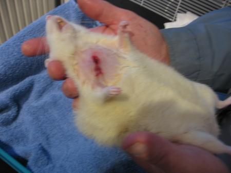 3 ème OPERATION POUR  LOULOU  .