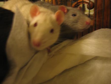 RUSTY & KIM  .