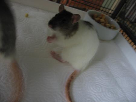 CHICO AIME MANGER .