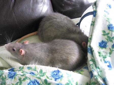 LES DEUX FRRES SAPHIR & RUBY   CTE A CTE  .