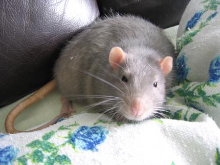 SAPHIR  .