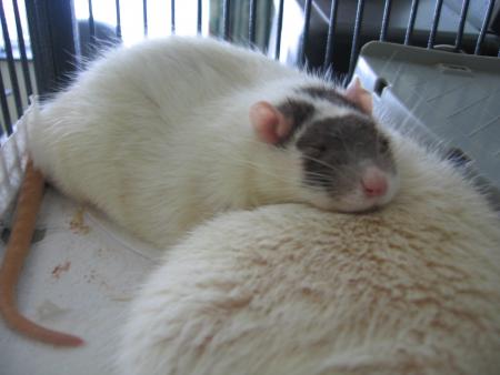 REPOS  POUR LUNA .