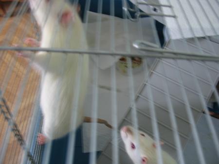 KIWI ET KILO  .