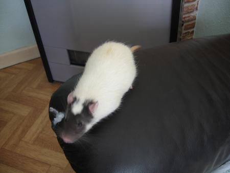 ZORRO