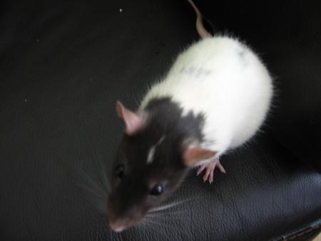 SOPHIA