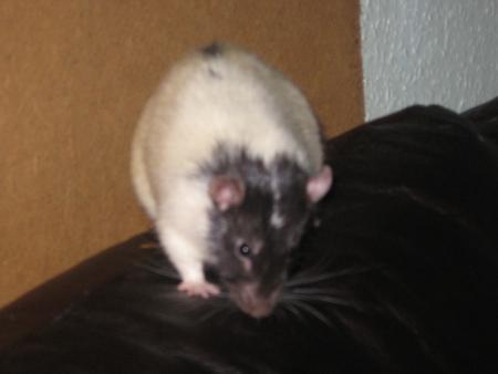 SAM