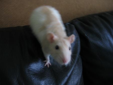 FIFIE