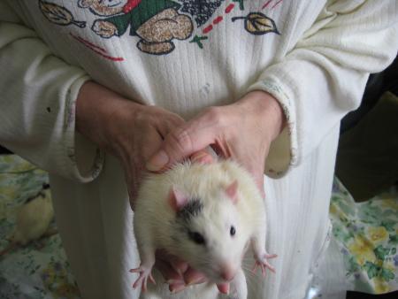 SACHA