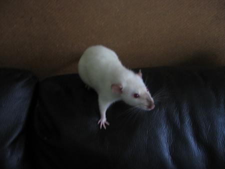 RITA