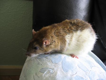 BEBE .