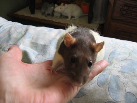 ZINA .