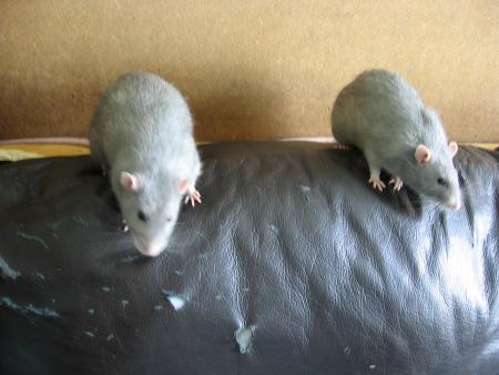LES DEUX AUTRES  FRERES ANDY ET RUSTY .
