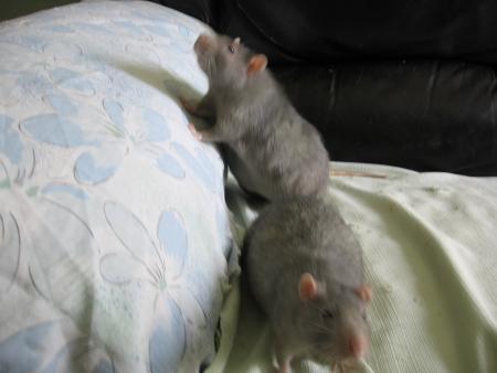 LES DEUX FRRES RUBY & SAPHIR .