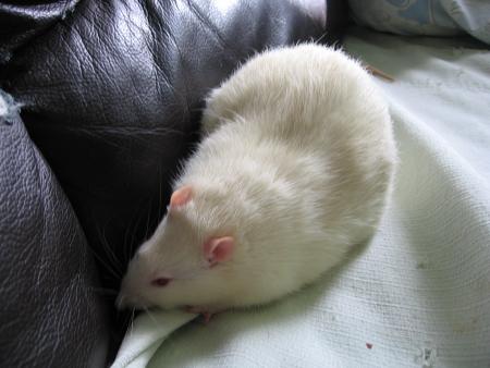 FIFI  .