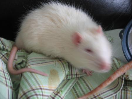 MILOU .