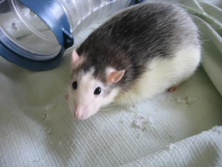 LOLA .