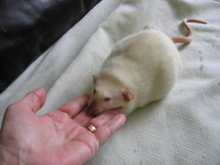 RITA .