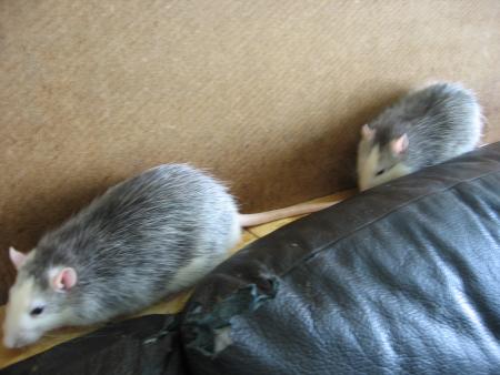 LES 2 FRRES  TIO - TAC  P & R  .
