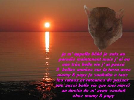 BEBE NOUS A QUITTER EGALEMENT .