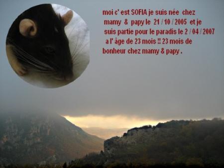 ENCORE UN PETIT ANGE QUI NOUS QUITTE  SOFIA   .
