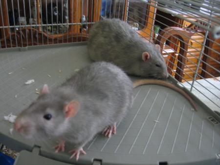 LES BEAUX GRIS BLEUTES  SAPHIR ET RUBY  .