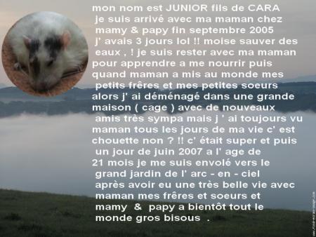 JUNIOR UN ANGE NOUS QUITTE   .