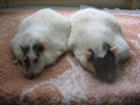 2 ANGES NOUS QUITTENT ENCORE  SNIF .JUNIOR ET ZORRO .