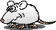 LE RHUME EST TRES DANGEREUX POUR LES RATS  .