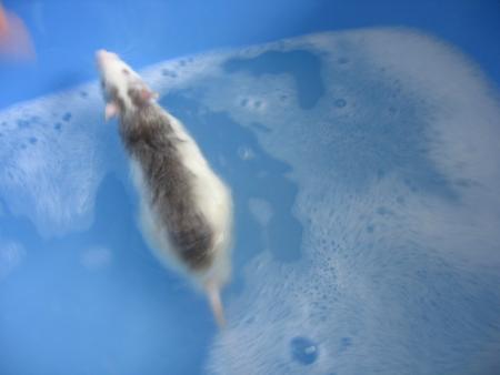 LE BAIN DES  7 NOUVEAUX MLES   (  PRINCE  )  .