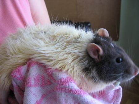LE BAIN DES 10 MLES  ( JIMMY )  .