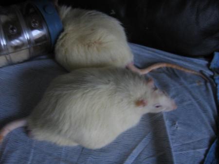   FIFI ET LOULOU LES  FRRES BLANC  .