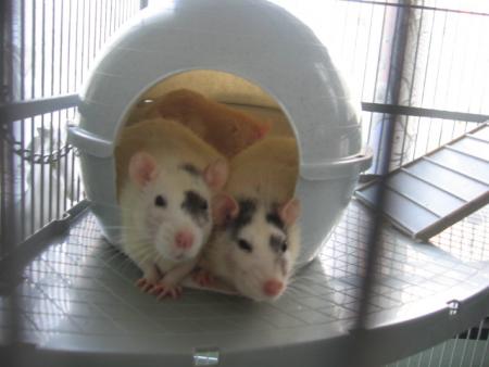 LES PETITES CURIEUSES   ?  LOL  !!!!!!!!!! .
