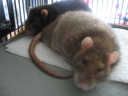 MIKE & BENJI