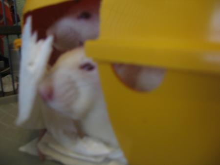 KIWI  &  KILO .