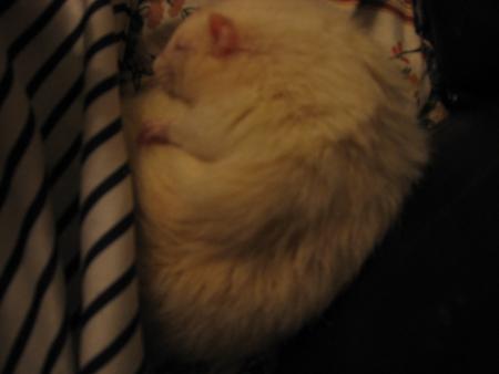 TRES  FATIGUE NOTRE PETIT MILOU  .