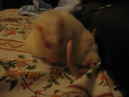 MILOU  PREND  DE  L ' GE   .