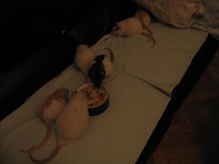 CASSE CROUTE AU CANAPE  LOL  ! .