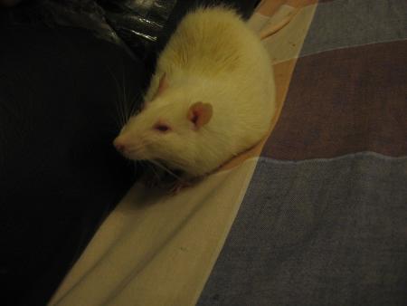 NOTRE BON  MILOU .