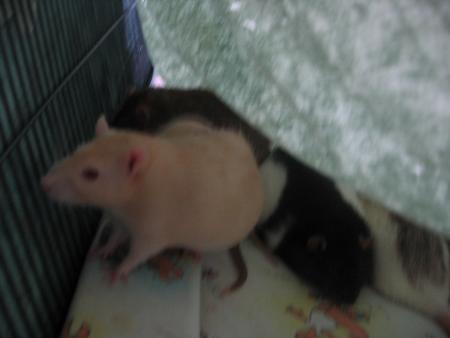 PINCKY & JASON