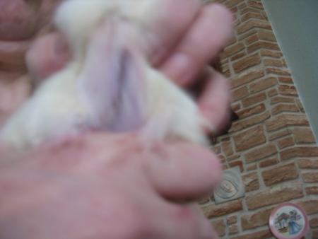 LOULOU ENCORE UNE OPERATION  .