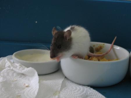 LE PLUS PETIT CHICO