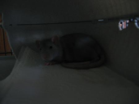   BEBE --  WOODY