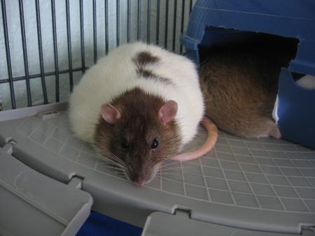 CHICO ( bibich)