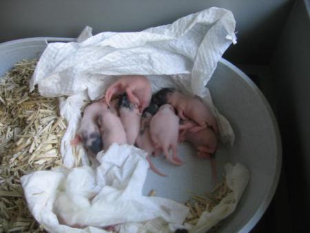  les 10 bébés de CARRA .