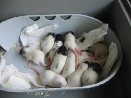  LES 10 BEBES DE CARRA .