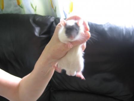ZORRO .