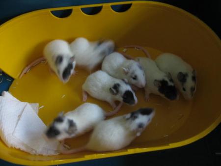 LES 8 BEBES DE CINDY ONT BIEN GRANDIS   .